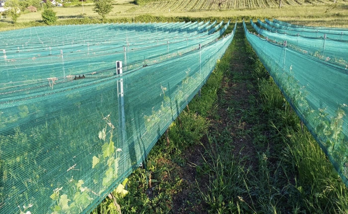 Filet anti-grêle climatique posé sur un vignoble de Nouvelle-Aquitaine