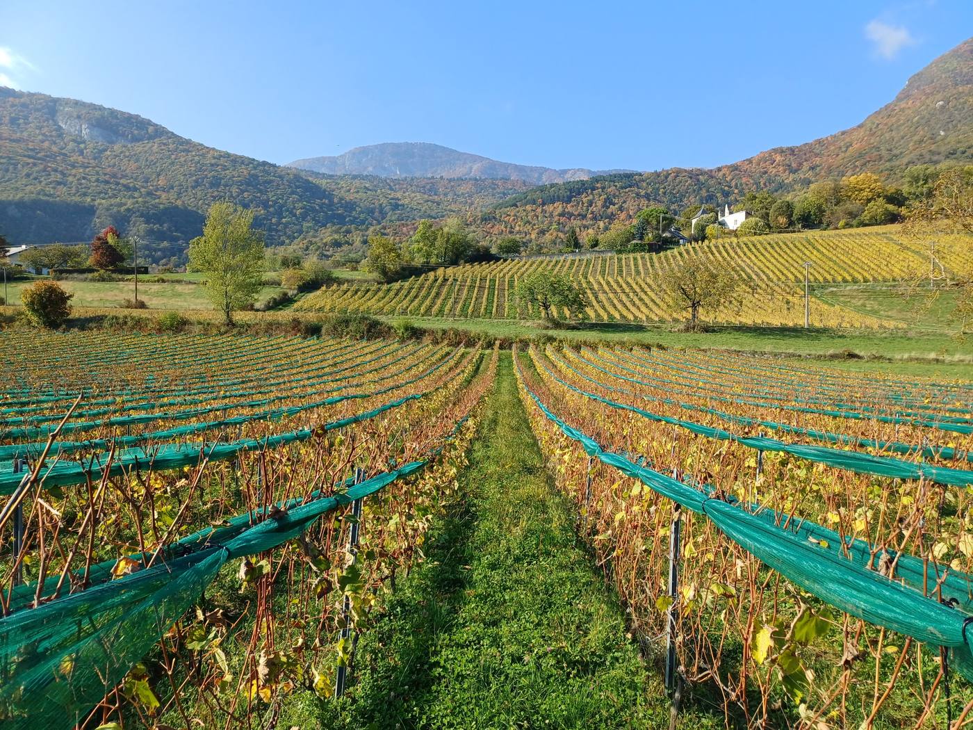 Vignoble sous filet climatique en automne