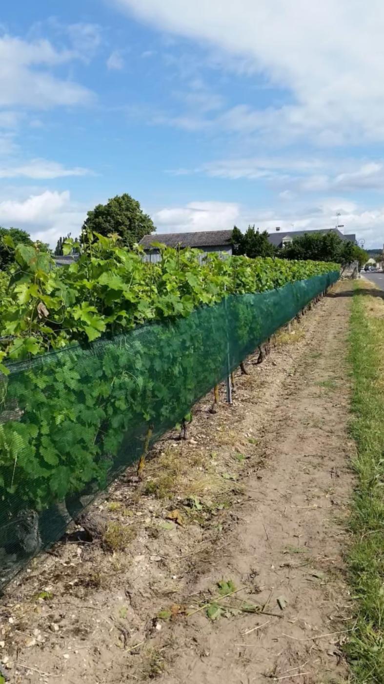 Filet anti-grêle climatique posé sur un vignoble du Bordelais