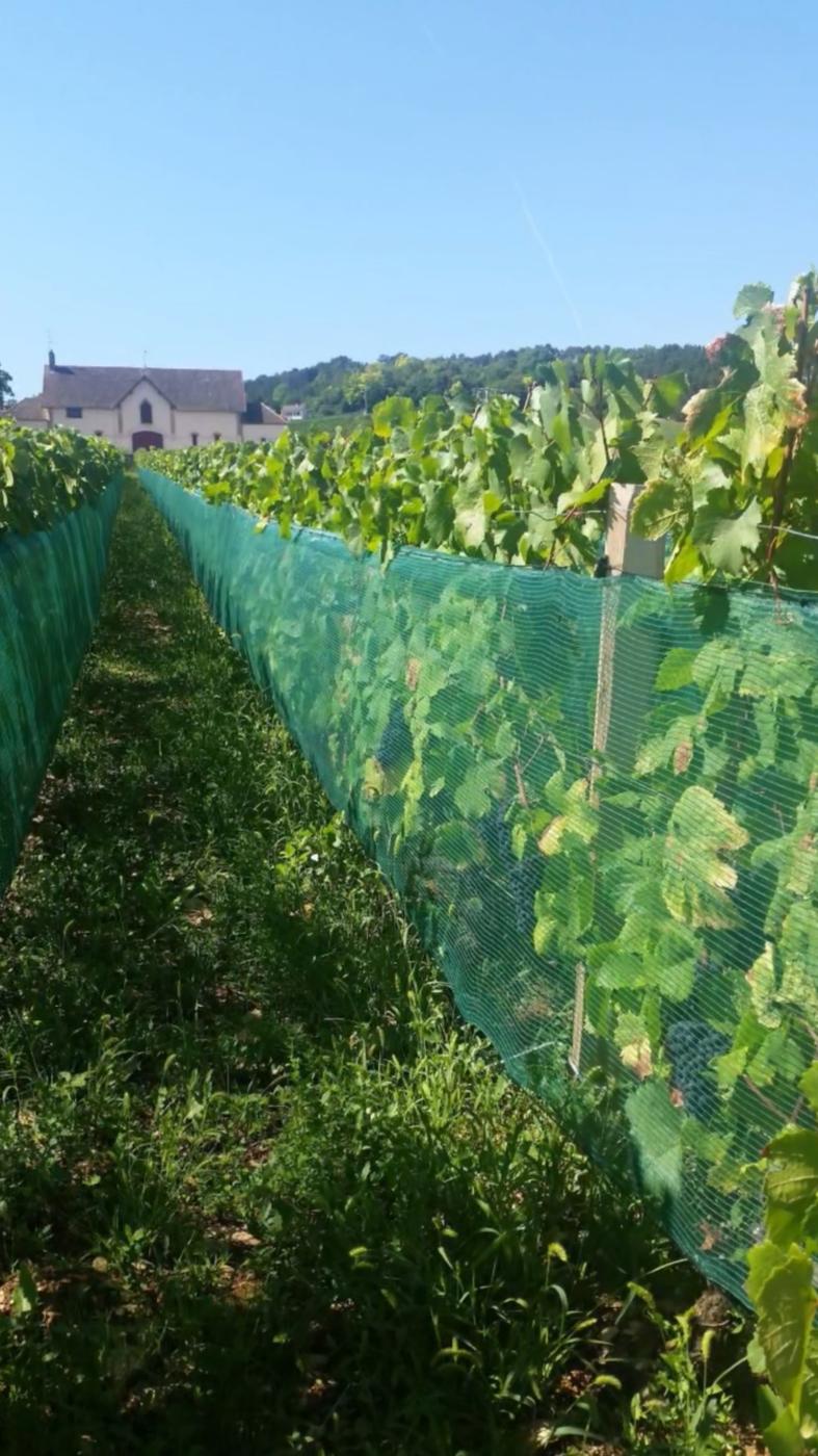 Filet climatique posé en vignoble du Bordelais, chai en arrière-plan