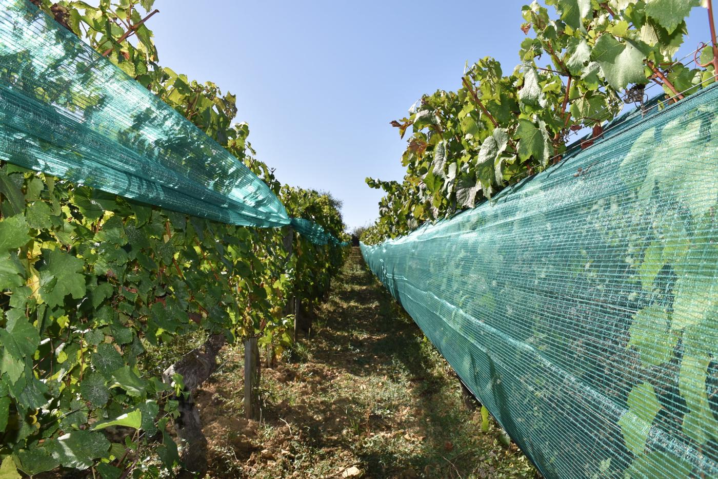 Filet anti-grêle climatique posé sur un rang de vigne en Bourgogne