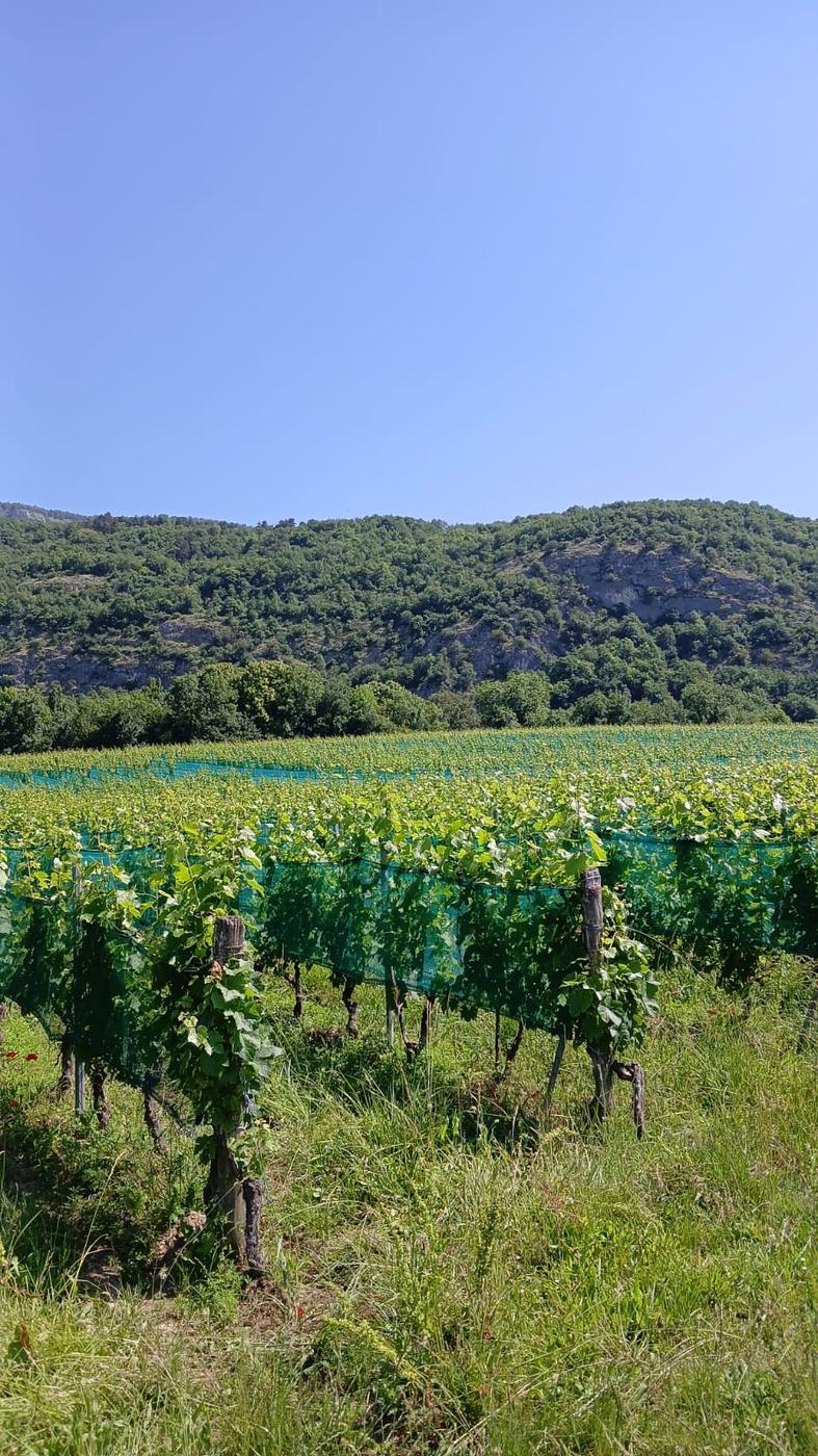 Vignoble du Bugey protégé par le filet anti-grêle climatique