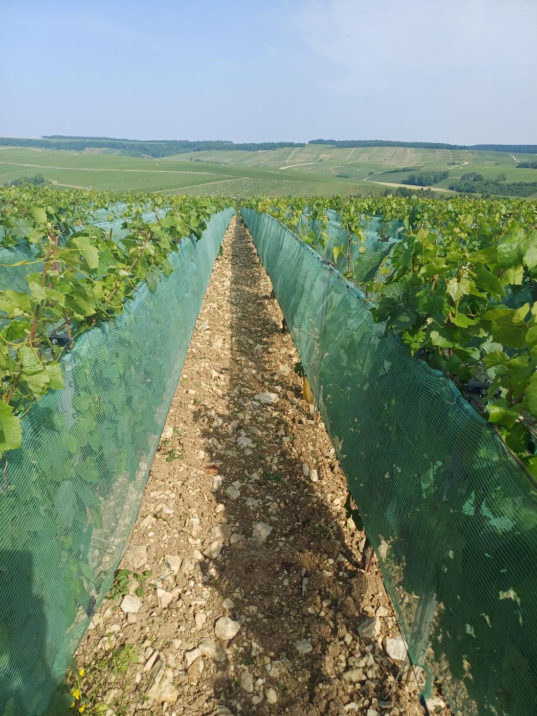 Rang de vigne protégé par le filet anti-grêle climatique à Chablis, sol argilo-calcaire