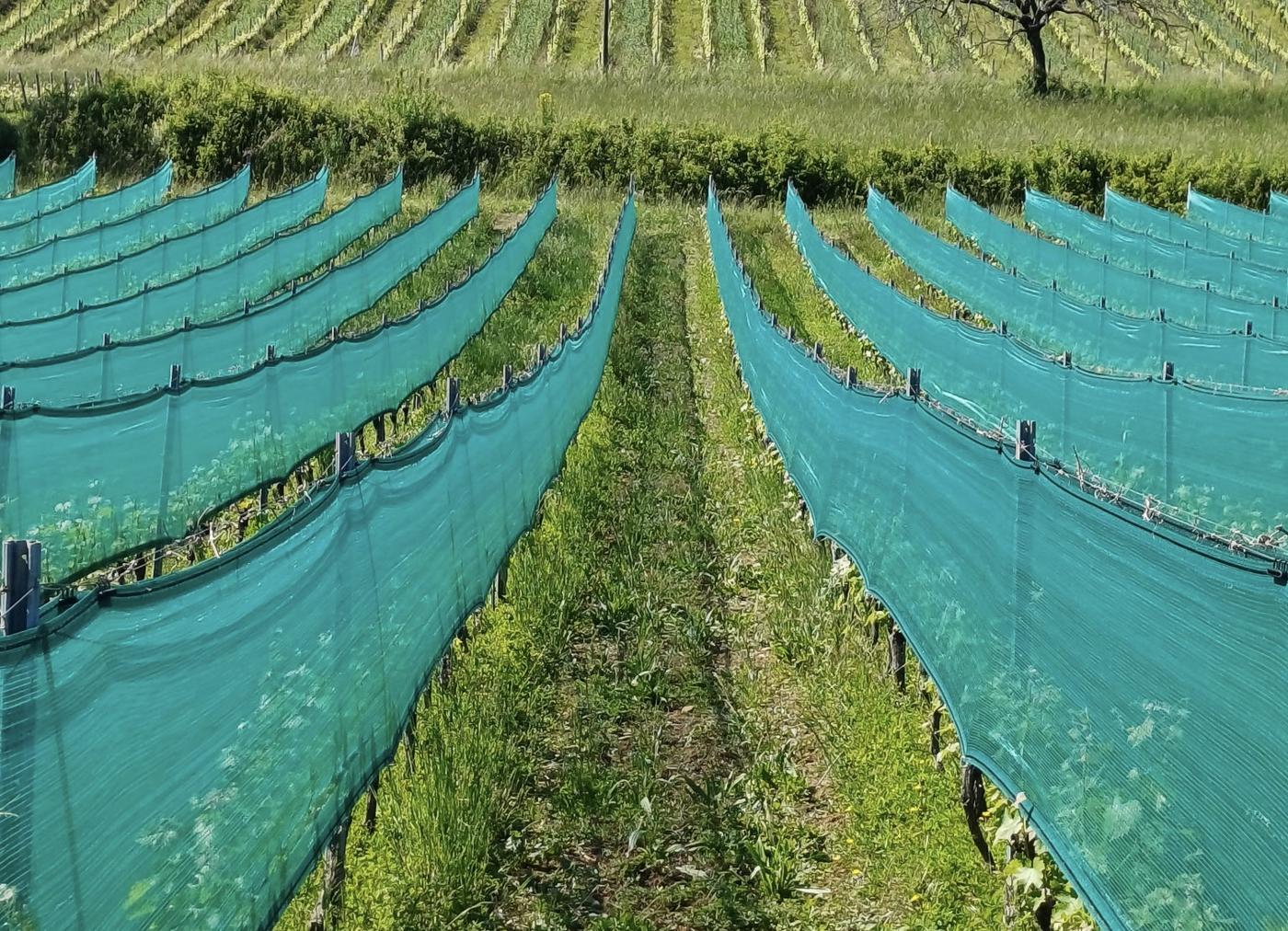Rangs de filet anti-grêle climatique à Chablis, vue aérienne des rangs