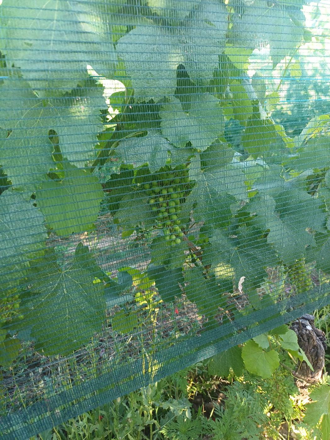 Grappe de raisin protégée par le filet climatique