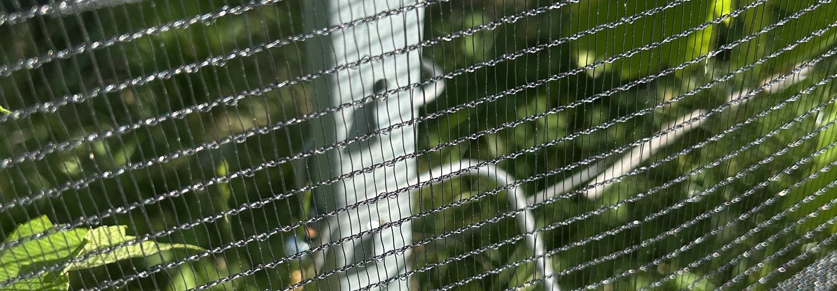 Filet anti-grêle gamme Intégrale, maille serrée, posé sur un rang de vigne