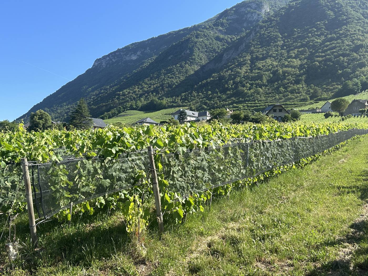 Filet climatique VineSafe posé en vignoble