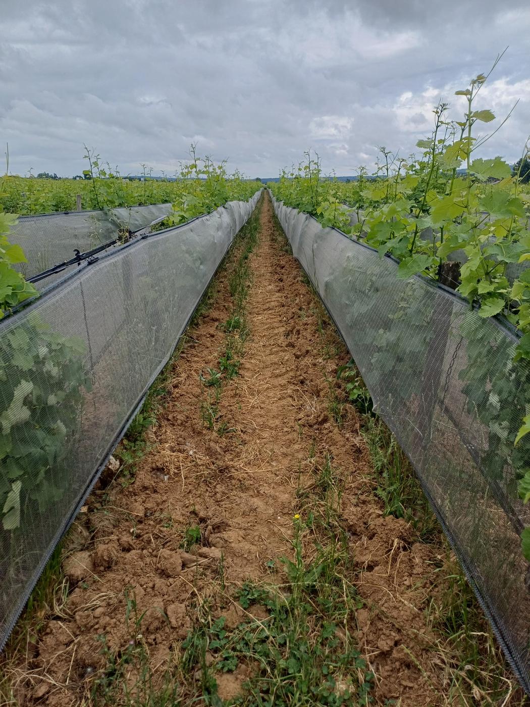 Filet anti-grêle climatique posé sur un vignoble à Pouilly-sur-Loire