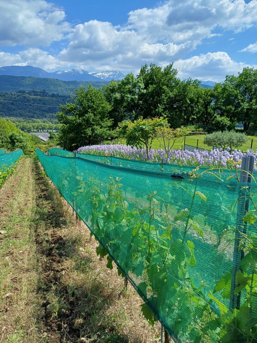 Filet anti-grêle climatique posé sur un vignoble de Savoie, montagnes en arrière-plan