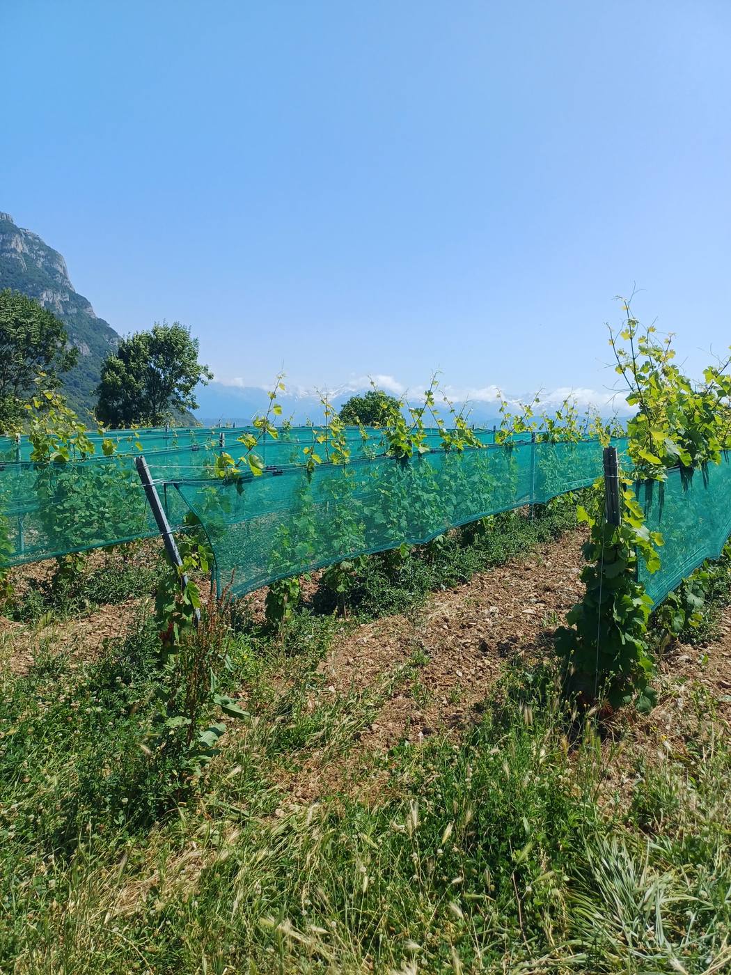 Filet climatique posé sur un rang de vigne
