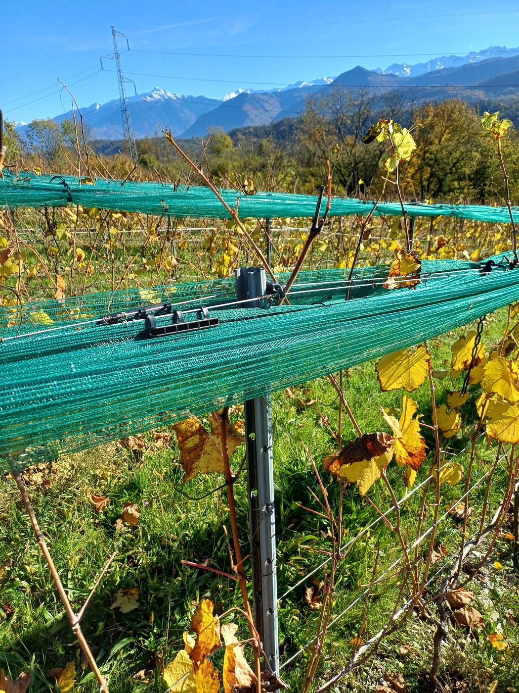 Mécanisme de tension du filet climatique VineSafe en situation