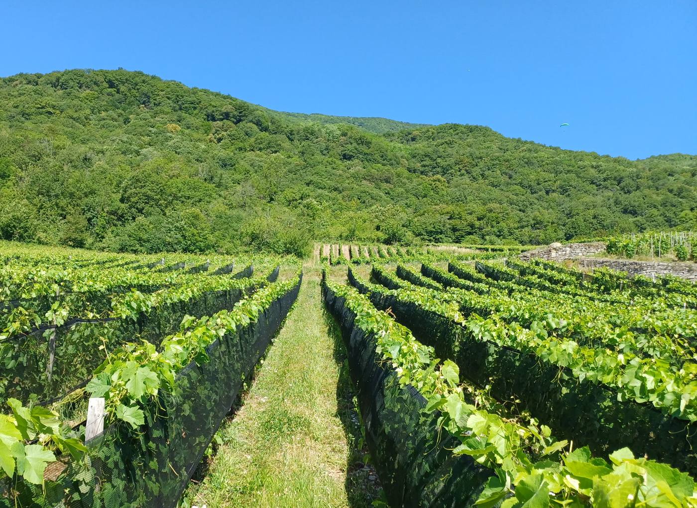 Filet anti-grêle climatique posé sur un vignoble